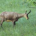 chamois