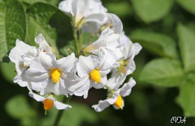 La fleur de pomme de terre , en attendant la suite .........