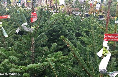 Les meilleurs sapins de Noël ont leur Label Rouge !