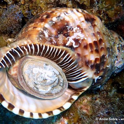 Triton dentelé (Charonia variegata)