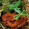 Phaeolus schweinitzii Polypore des teinturiers カイメンタケ