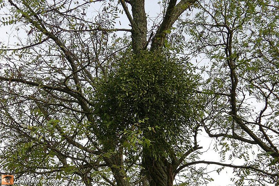 Gui dans un arbre
