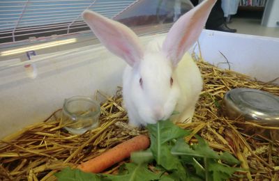 Un lapin en classe