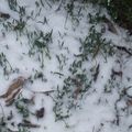 un hiver qui dure...