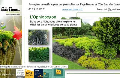 L'Ophiopogon par Paysagiste Pays Basque et Paysagiste Landes.