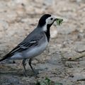 AVES - BERGERONNETTE Grise - Motacilla Alba 