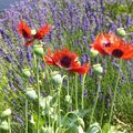 de la pluie,un drame près de chez nous chez notre fleuriste..........voici mes fleurs ce qui me ressource..........