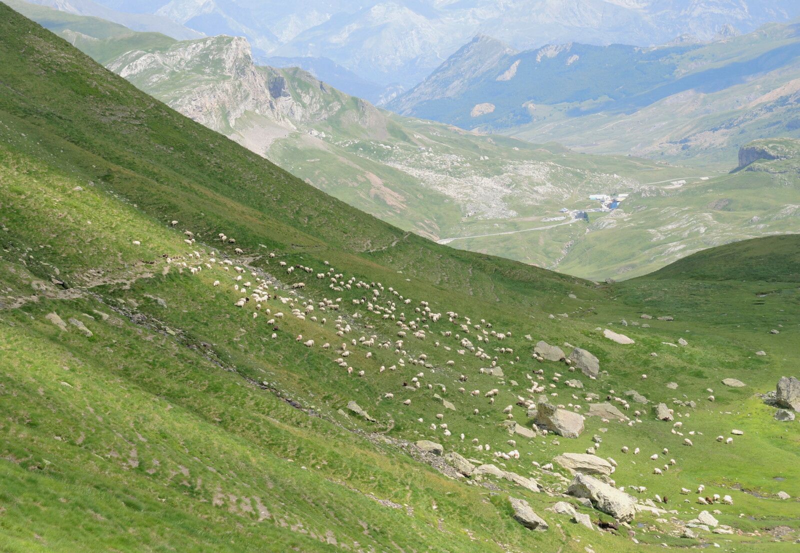 Col de l'Iou, rando Pombie-Peyreget, brebis à flanc (64)