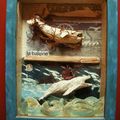 LA BALEINE BLANCHE DIORAMA EX-VOTO