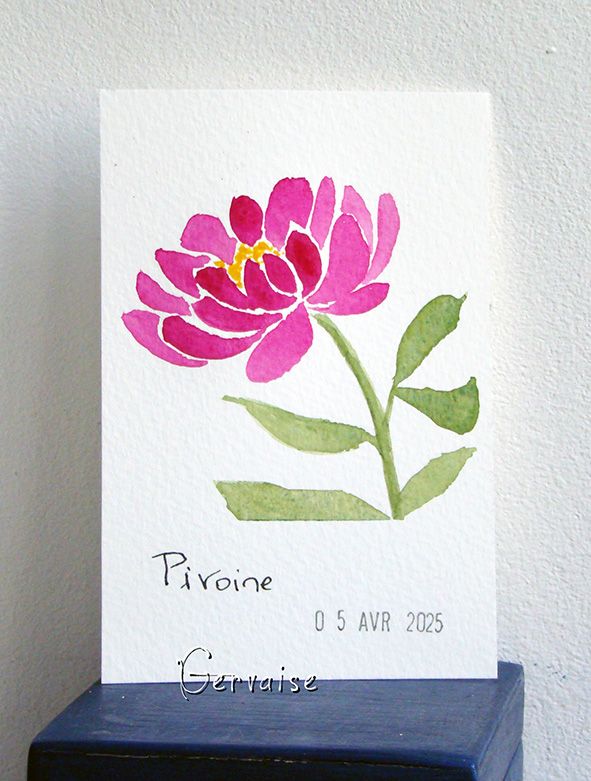 17 Pivoine