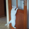 Une vie de chat #6 - Acrobaties !
