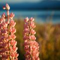 Le lac Tekapo