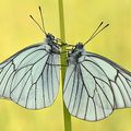 ROYAUME-UNI - Le Gazé (papillon) réapparaît après 100 ans d'absence