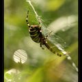 Araignée..désolée Shouna ;-)