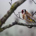 et l'oeil curieux de Monsieur chardonneret et Madame mésange bleue