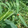 hier, c'était après-midi jardinage, voici ma