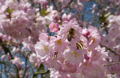 Un air de printemps 