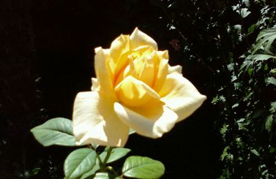 La rose