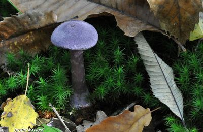 Un champignon qui colore les préparations culinaires...