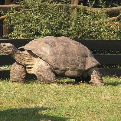 la tortue galapagos