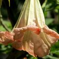 La Datura , jardins du Palais Parisio à Naxxar , île de Malte