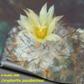 Coryphantha pseudoechinus