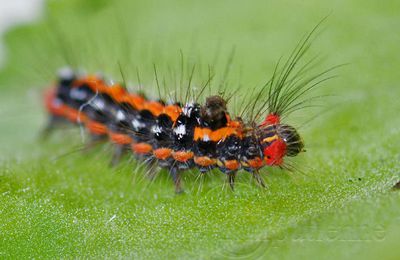 Euproctis similis (Le Cul doré ou Bombyx cul doré)