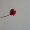 rose miniature