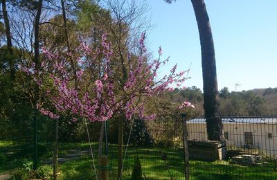 L'excellence en matière de jardins partagés tome 1