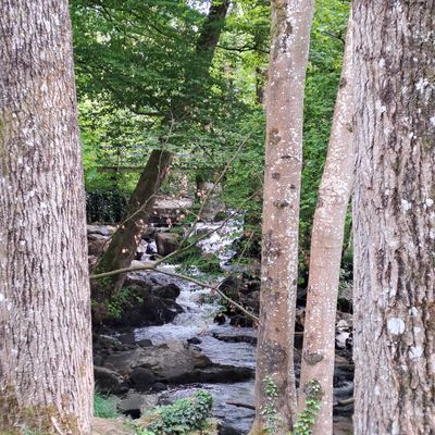 A la découverte de la forêt aux cascades de Mortain