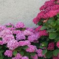 LE BOUQUET DU VENDREDI...