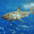 Le grand requin blanc