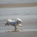 Bichon sur la plage