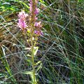 PHOTOS DE GARRIGUE