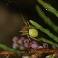 Araignée jaune des jardins