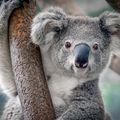 Koalas are so cute!