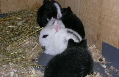 mes bébés lapins