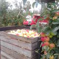 Les pommes à cueillir sont arrivées à la cueillette gourmande à Avelin à 500 mètres du magasin  O 'téra