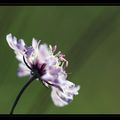 Fleurs violettes