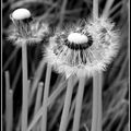 ouf ce n'est pas une marguerite..