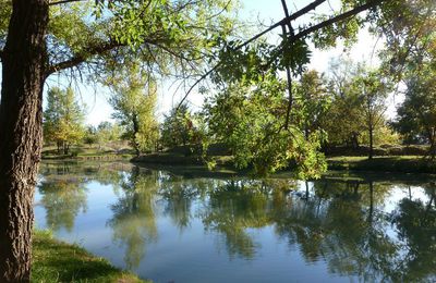 LES PHOTOS branches et eau...