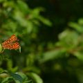  Nacré de la ronce (papillon)