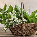 1er MAI ET LE MUGUET > ORIGINE