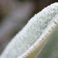 Le premier givre