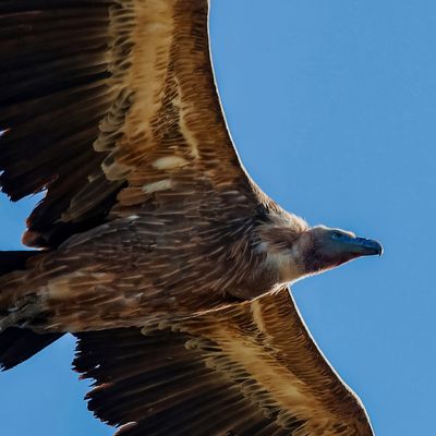 Vautour (version 2 )