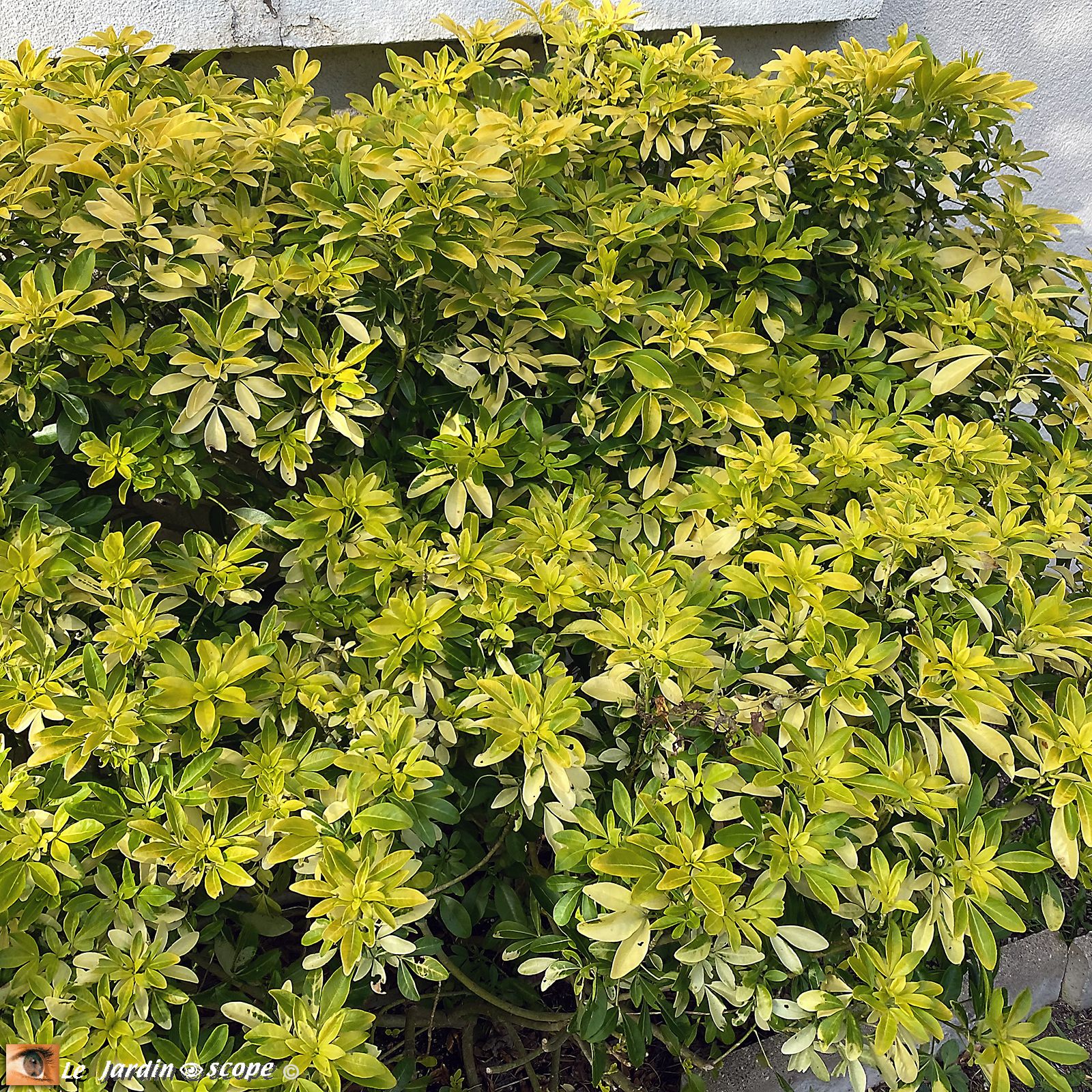 Choisya - Oranger du Mexique