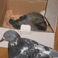 NOUVEL RECRUE DU PIGEONNIER: