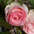 Roses #8