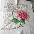 Etude botanique : l'Hortensia