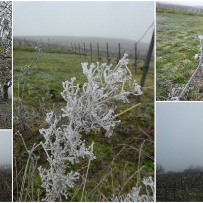 Dans les vignes, en février 2025